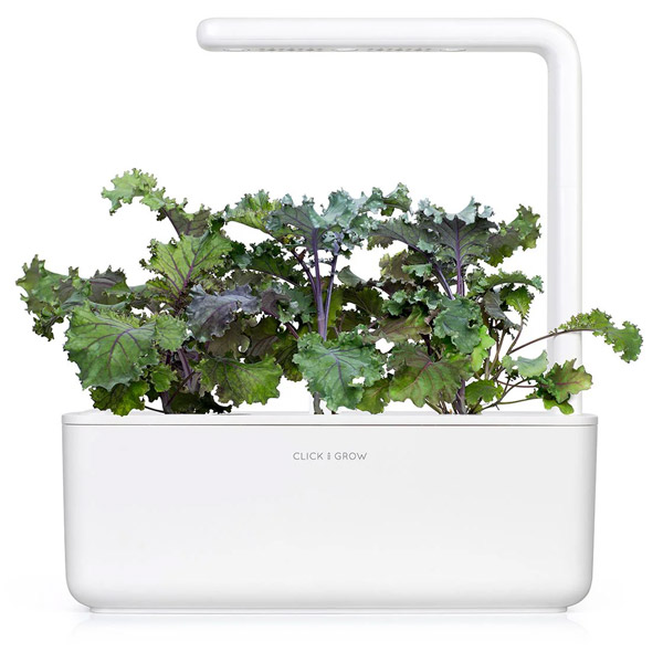 Smart Garden Kučeravý kel