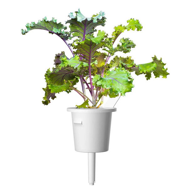 Smart Garden Kučeravý kel