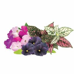 Smart Garden mix kvetín na pgs.sk